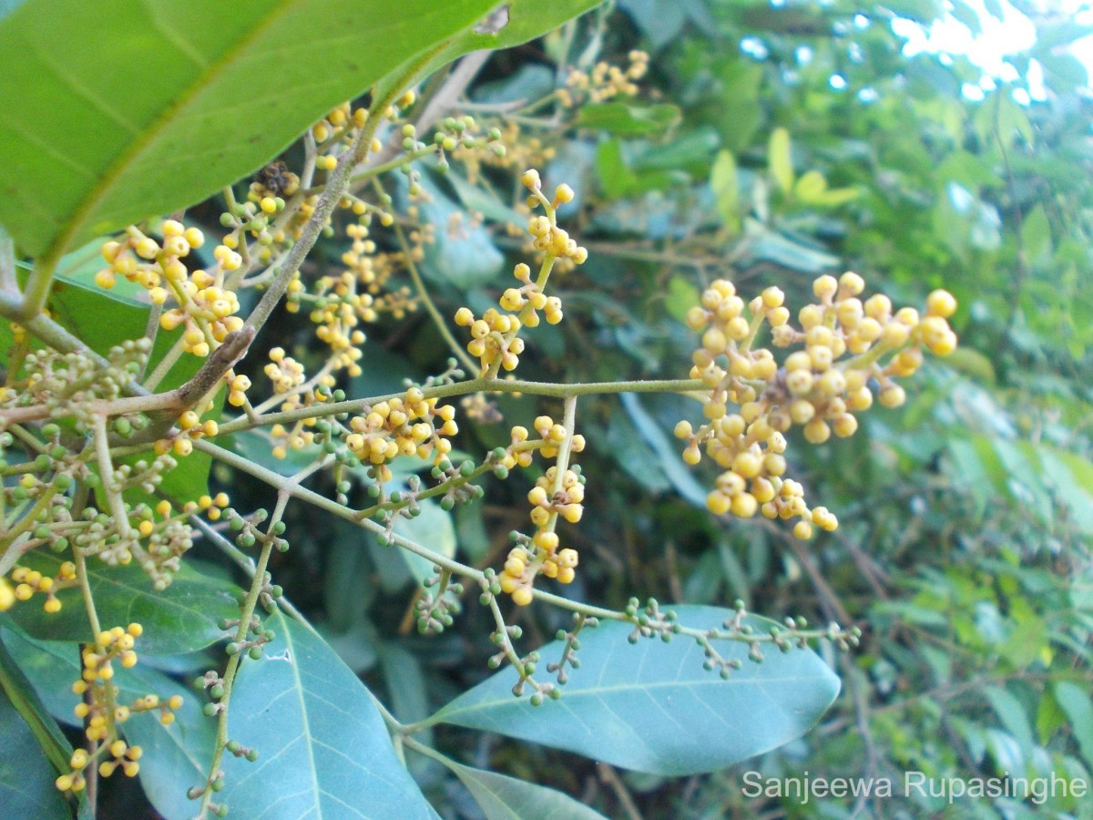 Reissantia indica (Willd.) N.Hallé